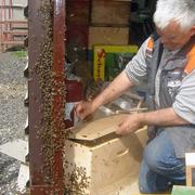 Antunu Lukičeviću stigao novi roj pčela