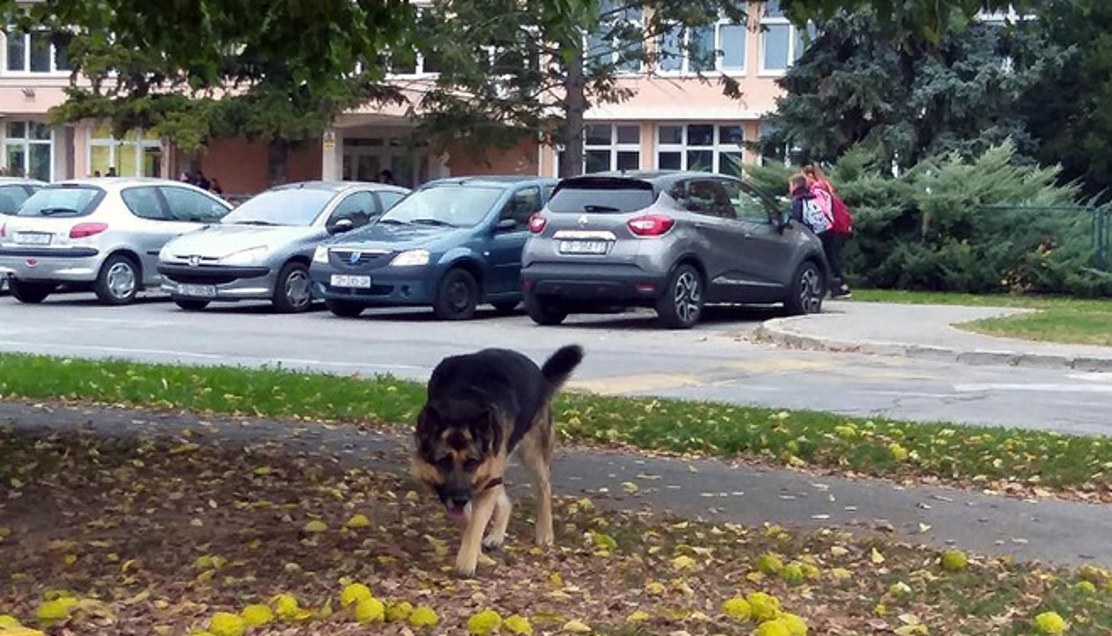 Pas koji je jučer lutao oko OŠ Bogoslav Šulek.